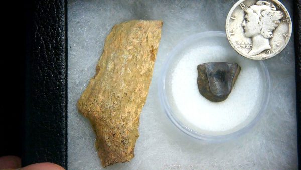 Triceratops Frill and Tooth Set Cretaceous Age - Small Set #8 - Image 2