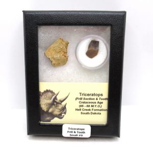 Triceratops Frill and Tooth Set Cretaceous Age - Small Set #9