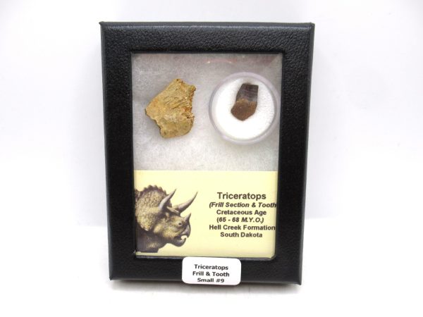 Triceratops Frill and Tooth Set Cretaceous Age - Small Set #9