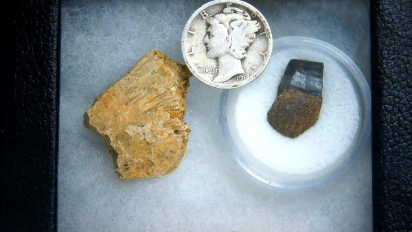 Triceratops Frill and Tooth Set Cretaceous Age - Small Set #9 - Image 2