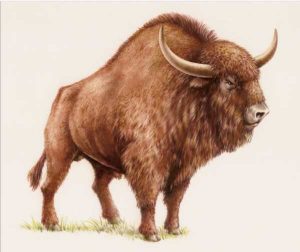 Bison Priscus