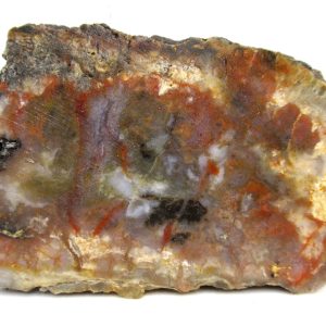Genuine Jurassic Age Dinosaur Coprolite for Sale from Utah #100