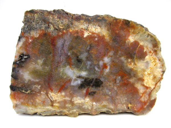 Genuine Jurassic Age Dinosaur Coprolite for Sale from Utah #100