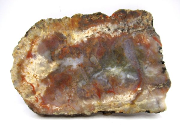 Genuine Jurassic Age Dinosaur Coprolite for Sale from Utah #100a
