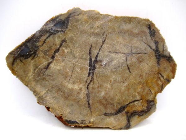 Genuine Jurassic Age Dinosaur Coprolite for Sale from Utah #101