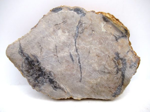 Genuine Jurassic Age Dinosaur Coprolite for Sale from Utah #101a