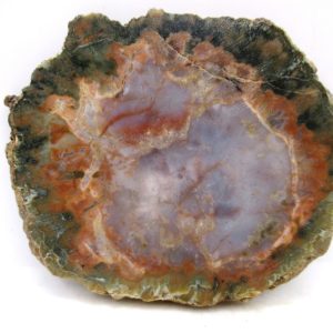 Genuine Jurassic Age Dinosaur Coprolite for Sale from Utah #102