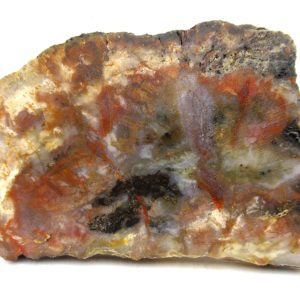 Genuine Jurassic Age Dinosaur Coprolite for Sale from Utah #103