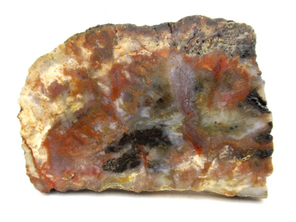 Genuine Jurassic Age Dinosaur Coprolite for Sale from Utah #103
