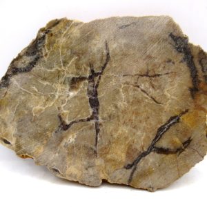 Genuine Jurassic Age Dinosaur Coprolite for Sale from Utah #104