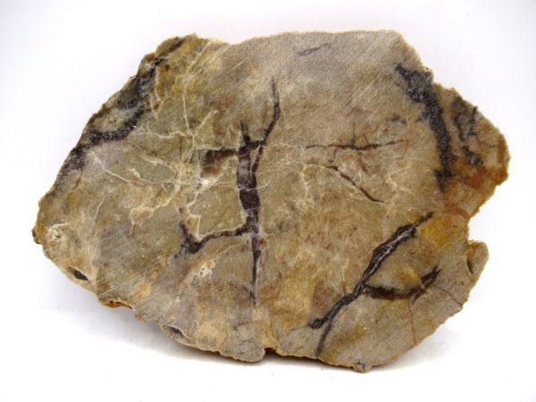 Genuine Jurassic Age Dinosaur Coprolite for Sale from Utah #104