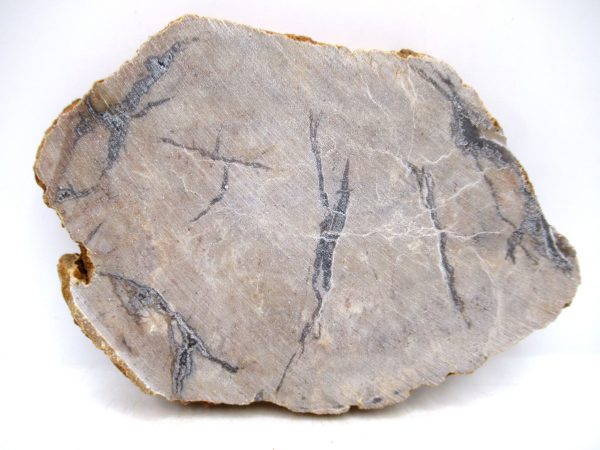 Genuine Jurassic Age Dinosaur Coprolite for Sale from Utah #104a