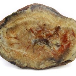 Genuine Jurassic Age Dinosaur Coprolite for Sale from Utah #105