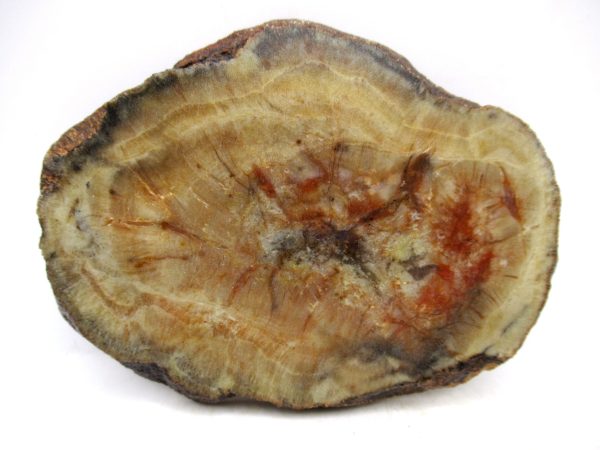 Genuine Jurassic Age Dinosaur Coprolite for Sale from Utah #105