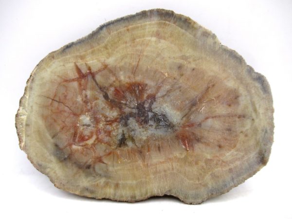 Genuine Jurassic Age Dinosaur Coprolite for Sale from Utah #105a