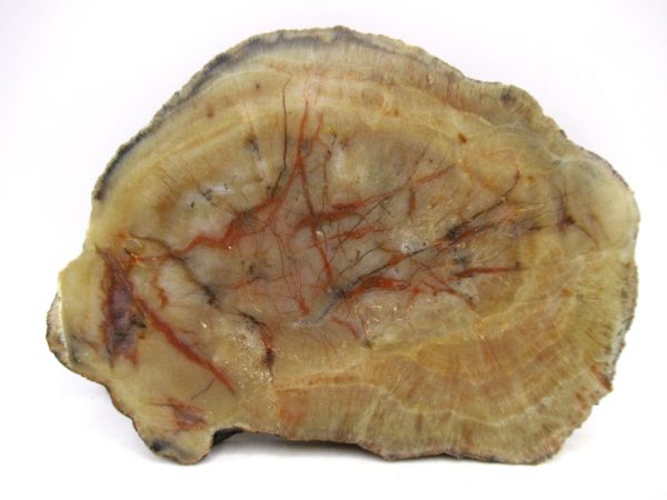 Genuine Jurassic Age Dinosaur Coprolite for Sale from Utah #106