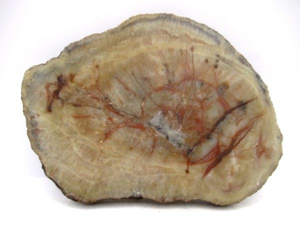 Genuine Jurassic Age Dinosaur Coprolite for Sale from Utah #106a