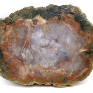 Genuine Jurassic Age Dinosaur Coprolite for Sale from Utah #107