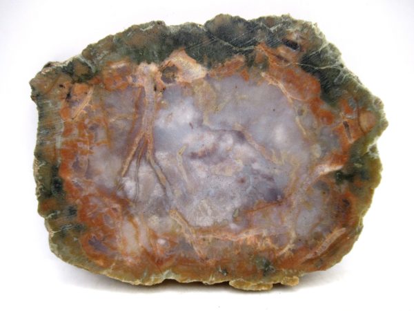 Genuine Jurassic Age Dinosaur Coprolite for Sale from Utah #107