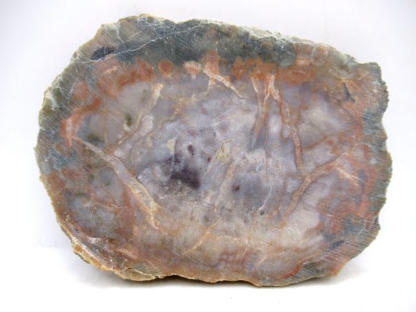 Genuine Jurassic Age Dinosaur Coprolite for Sale from Utah #107a