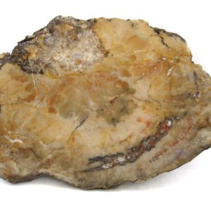 Jurassic Dinosaur Coprolite from Morrison Formation Utah 5.59" #108