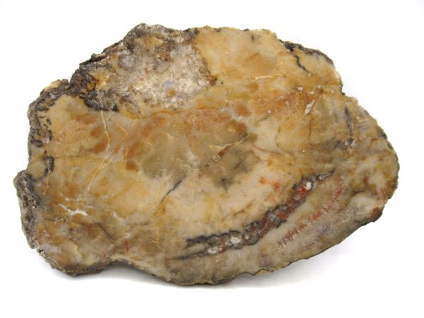 Jurassic Dinosaur Coprolite from Morrison Formation Utah 5.59" #108
