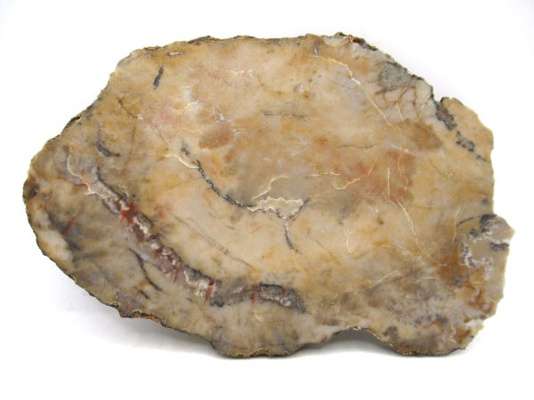 Jurassic Dinosaur Coprolite from Morrison Formation Utah 5.59" #108 - Image 2