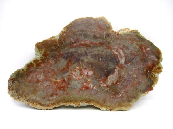 Jurassic Dinosaur Coprolite from Morrison Formation Utah 6.33" #109