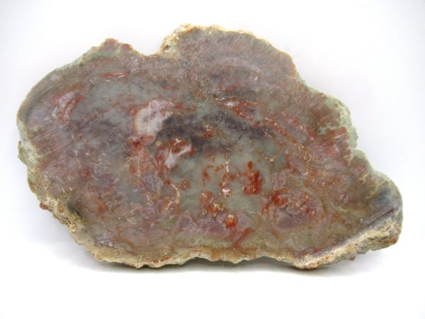 Jurassic Dinosaur Coprolite from Morrison Formation Utah 6.33" #109 - Image 2