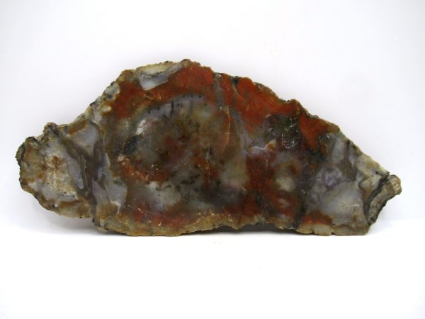 Jurassic Dinosaur Coprolite from Morrison Formation Utah 7.22" #111