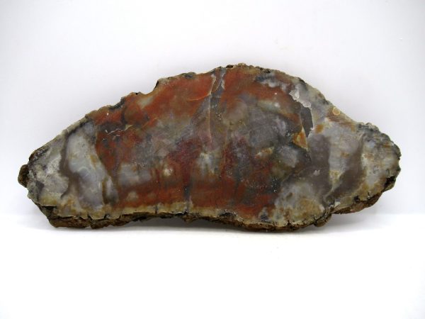 Jurassic Dinosaur Coprolite from Morrison Formation Utah 7.22" #111 - Image 2