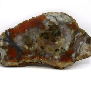 Jurassic Dinosaur Coprolite from Morrison Formation Utah 7.19" #112