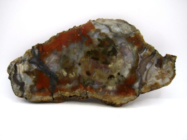 Jurassic Dinosaur Coprolite from Morrison Formation Utah 7.19" #112