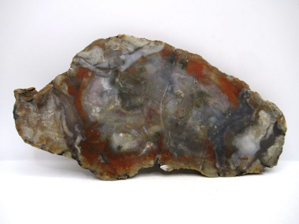Jurassic Dinosaur Coprolite from Morrison Formation Utah 7.19" #112 - Image 2