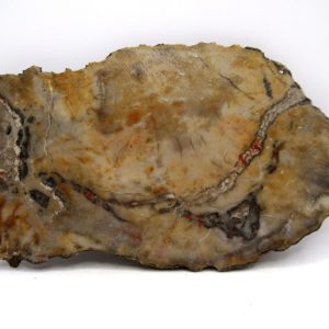Jurassic Dinosaur Coprolite from Morrison Formation Utah 6.30" #113