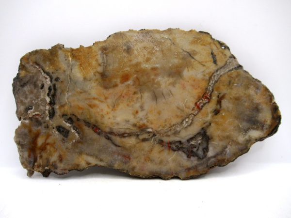 Jurassic Dinosaur Coprolite from Morrison Formation Utah 6.30" #113