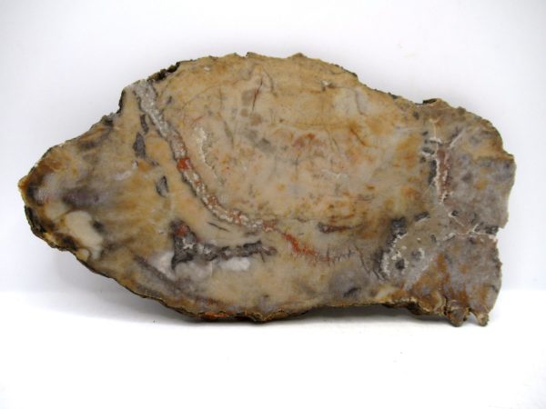 Jurassic Dinosaur Coprolite from Morrison Formation Utah 6.30" #113 - Image 2