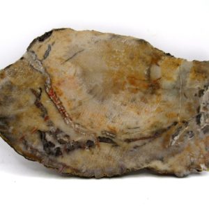 Jurassic Dinosaur Coprolite from Morrison Formation Utah 6.08" #114