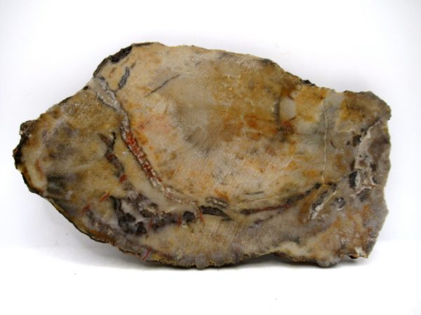 Jurassic Dinosaur Coprolite from Morrison Formation Utah 6.08" #114