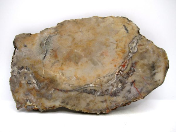 Jurassic Dinosaur Coprolite from Morrison Formation Utah 6.08" #114 - Image 2