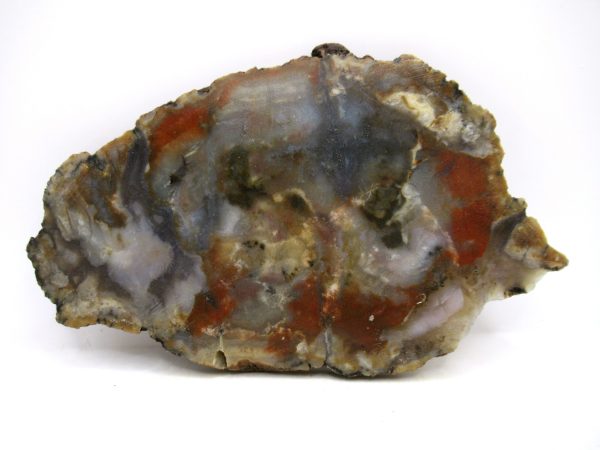Jurassic Dinosaur Coprolite from Morrison Formation Utah 6.17" #115