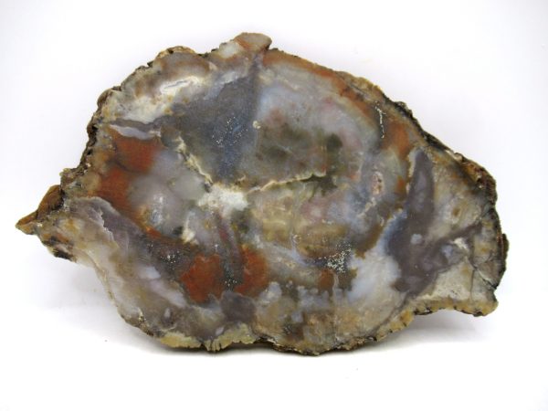 Jurassic Dinosaur Coprolite from Morrison Formation Utah 6.17" #115 - Image 2