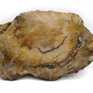 Jurassic Dinosaur Coprolite from Morrison Formation Utah 5.86" #116