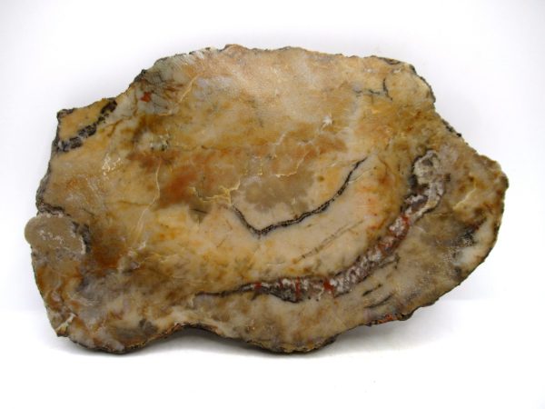 Jurassic Dinosaur Coprolite from Morrison Formation Utah 5.86" #116