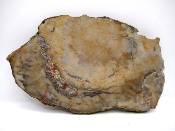 Jurassic Dinosaur Coprolite from Morrison Formation Utah 5.86" #116 - Image 2