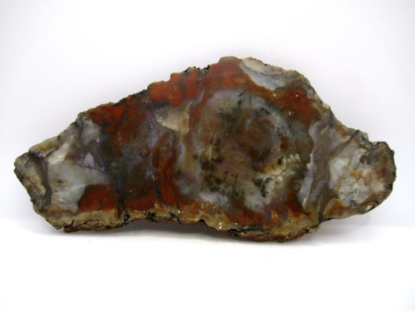 Jurassic Dinosaur Coprolite from Morrison Formation Utah 7.20" #117