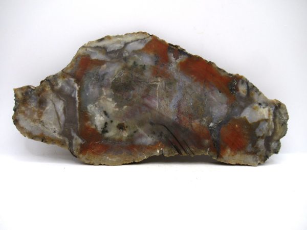 Jurassic Dinosaur Coprolite from Morrison Formation Utah 7.20" #117 - Image 2