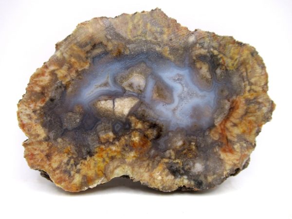 Genuine Jurassic Age Dinosaur Coprolite for Sale from Utah #83