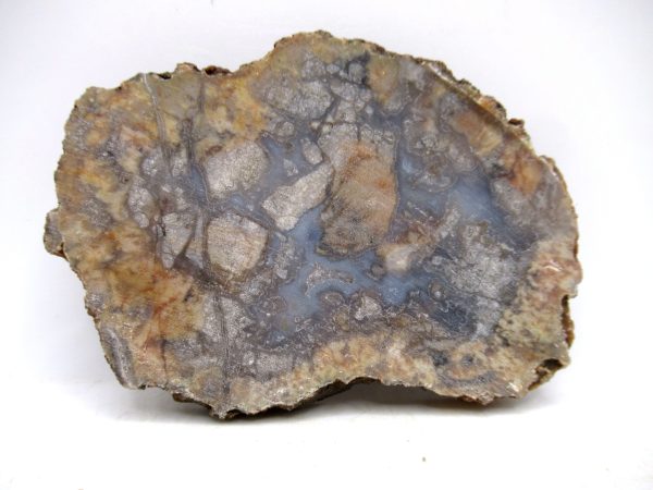 Genuine Jurassic Age Dinosaur Coprolite for Sale from Utah #83a