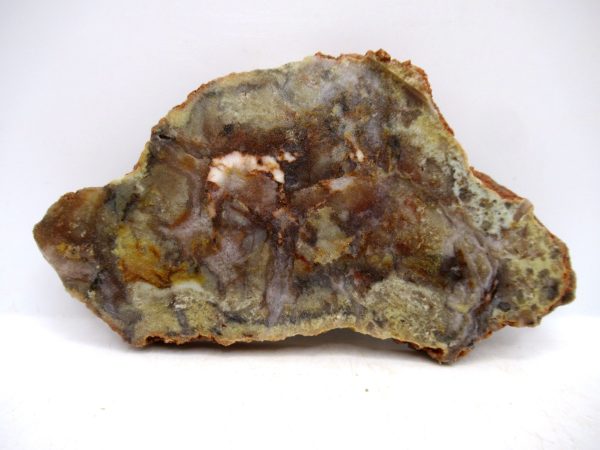 Genuine Jurassic Age Dinosaur Coprolite for Sale from Utah #84